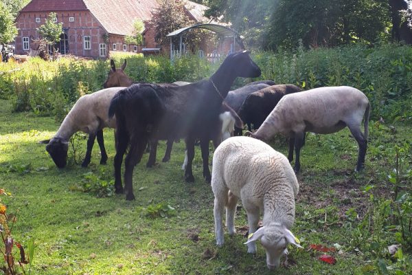 2023.04.25 für webseite für Gemeinschaft von Tieren und Menschen Kleinbild Schafe und Ziegen